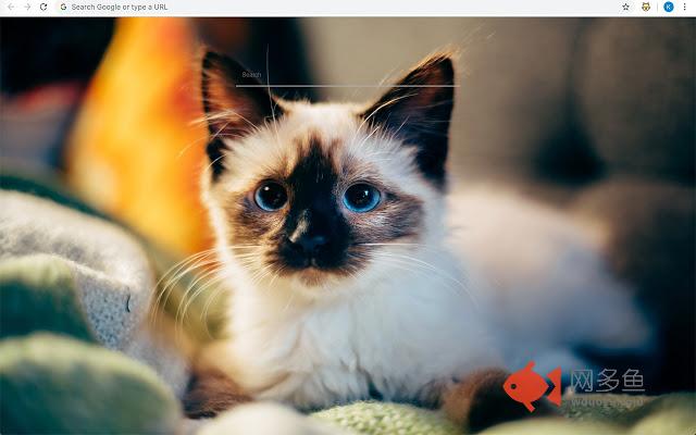 Pretty Cats Wallparers插件截图