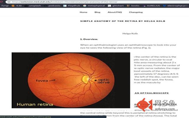 WebVision Enhance插件截图