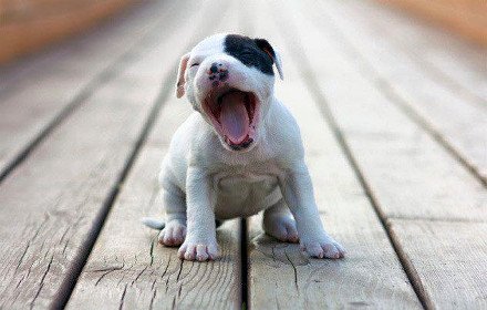 Replace Politics with this puppy插件截图