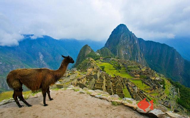 Llama New Tab