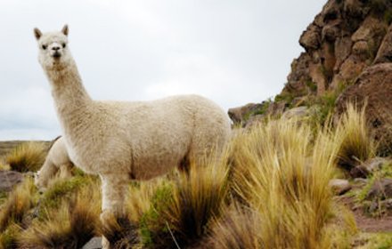 Llama New Tab插件截图