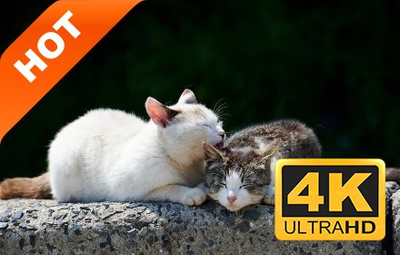 猫咪 精选可爱系列 热门主题插件截图