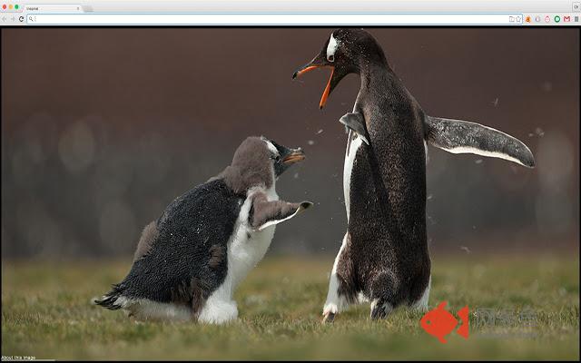 Amazing animals photos插件截图