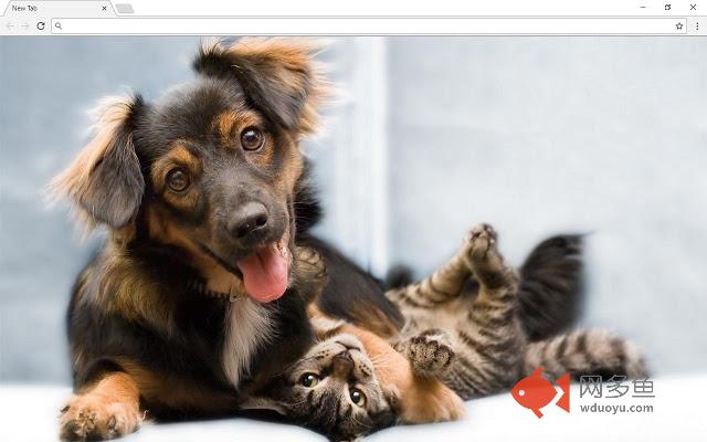 Cats and Dogs Backgrounds & New Tab