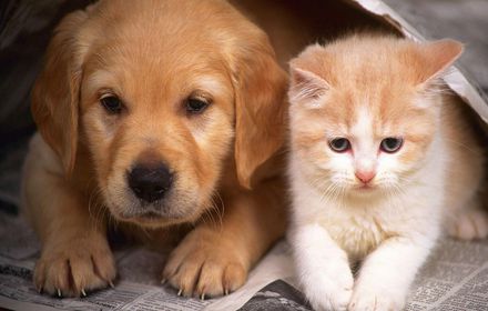 Cats and Dogs Backgrounds & New Tab插件截图