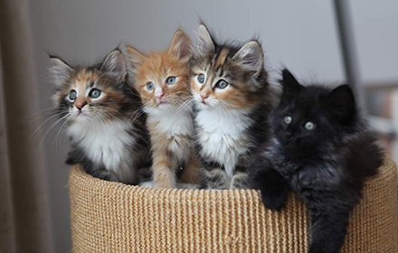 Trump to Kitten插件截图