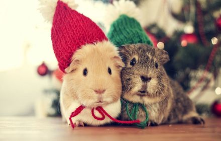 Hamsters Themes - New Tab插件截图