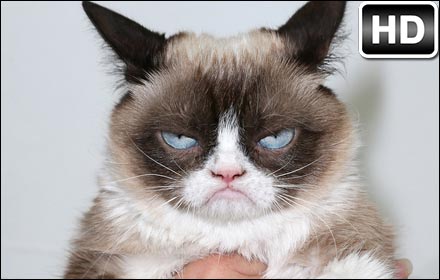 Grumpy Cat HD Wallpapers New Tab Themes插件截图