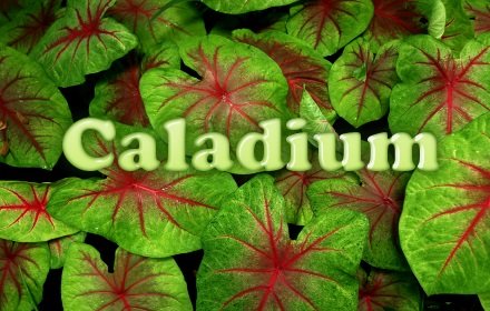 Caladium插件截图