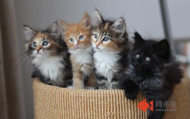 AdKitten插件截图