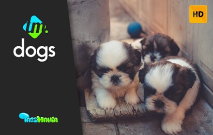 Cute Dogs HD Wallpapers插件截图