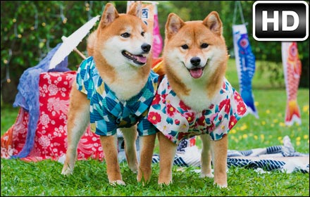 Shiba Inu HD Wallpapers New Tab Themes插件截图