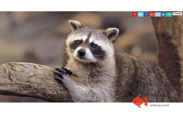 Raccoons Tab