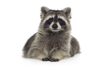 Raccoons Tab插件截图