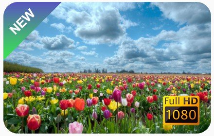 Flowers New Tab & Wallpapers Collection插件截图