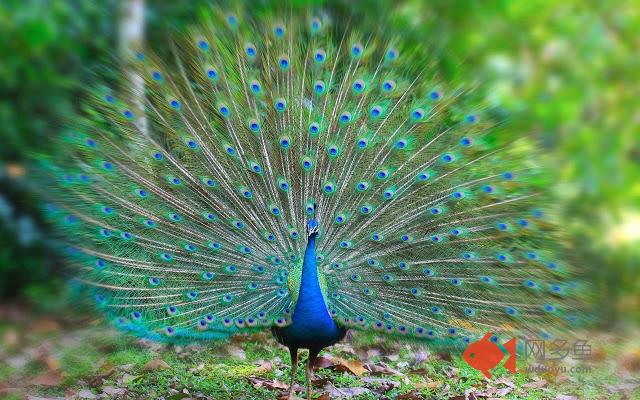 Peacocks Tab