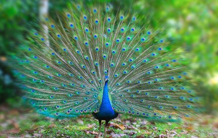 Peacocks Tab插件截图