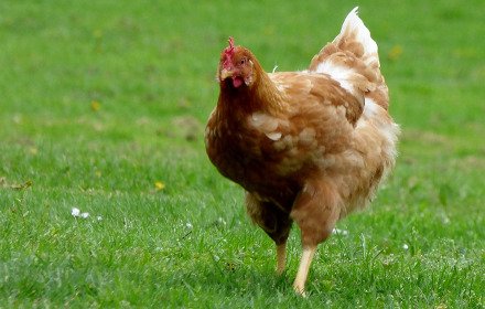 Beautiful chickens插件截图