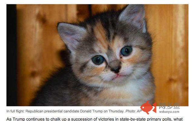 Stop Donald Meow插件截图