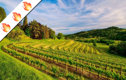 Vineyards HD Wallpapers Background Theme插件截图