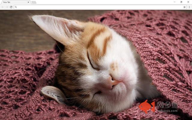 Cats and Kittens New Tab & Images