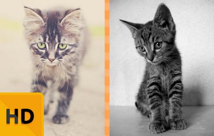 Cats and Kittens New Tab & Images插件截图
