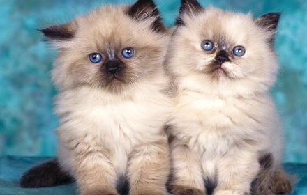 Cats Animated Gifs插件截图