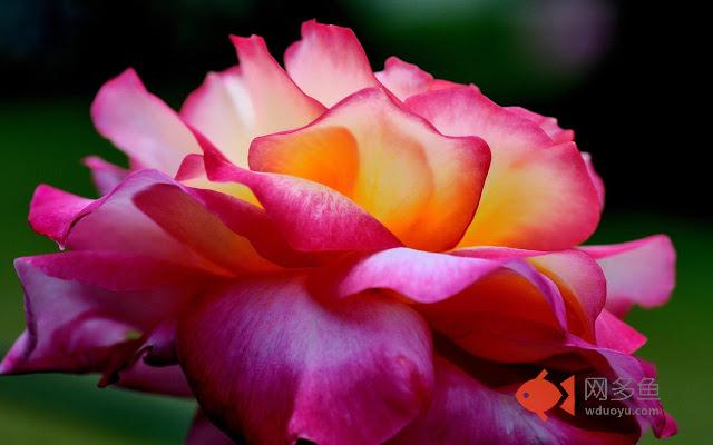 Lovely Roses