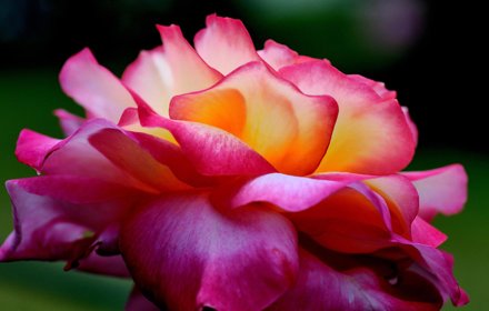 Lovely Roses插件截图