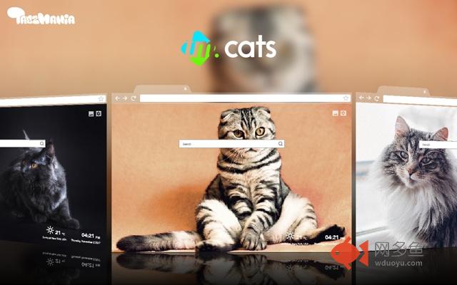 Cute Cats HD Wallpapers