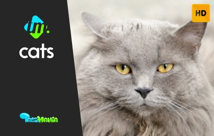 Cute Cats HD Wallpapers插件截图