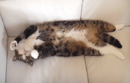 Cat Generator插件截图