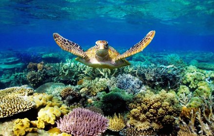 Turtle Tab插件截图