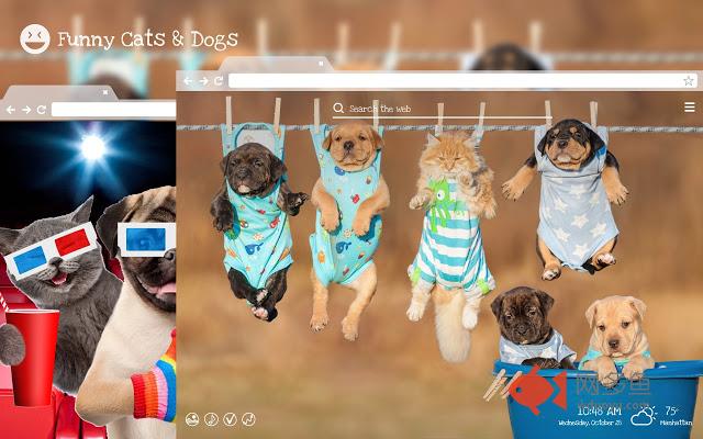 Funny Cats & Dogs - Hilarious Pets Wallpapers