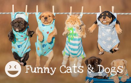 Funny Cats & Dogs - Hilarious Pets Wallpapers插件截图