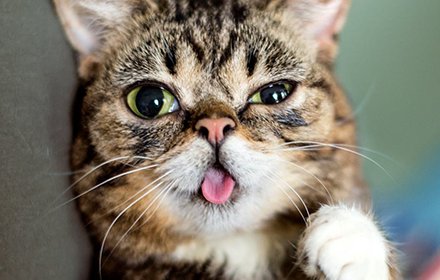 Catz Pleaz. Thx.插件截图