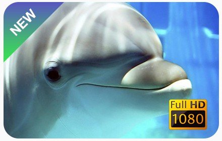 Dolphins New Tab & Wallpapers Collection插件截图