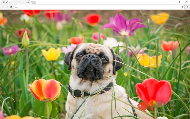 Pugs Wallpapers