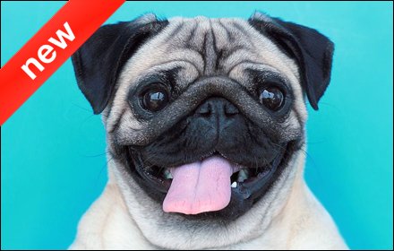 Pugs Wallpapers插件截图
