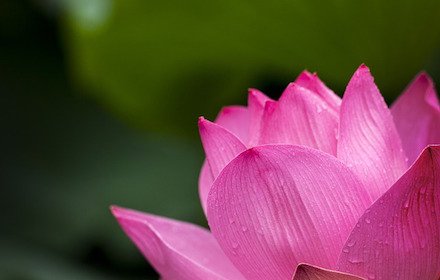 Dharma Quotes插件截图