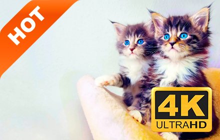 可爱小猫 高清壁纸 精选宠物系列 热门主题插件截图