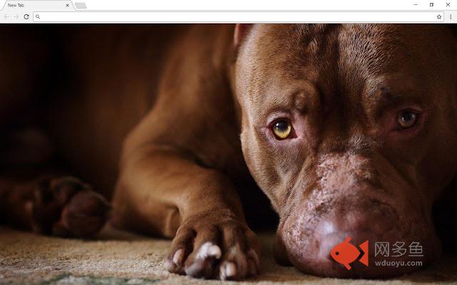 Pitbull Dogs Wallpapers & New Tab