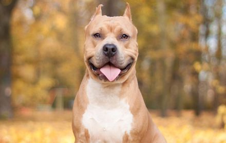 Pitbull Dogs Wallpapers & New Tab插件截图