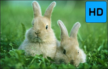 Bunnies New Tab & Themes插件截图