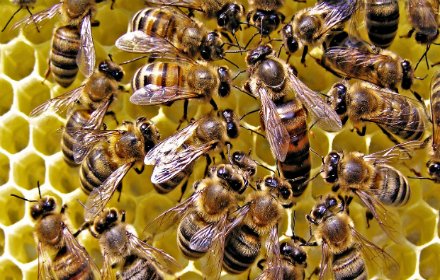 BEES插件截图