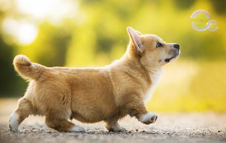 Corgi Dog Backgrounds & Themes插件截图