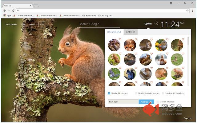 Squirrel HD Wallpaper Cute Squirrels New Tab