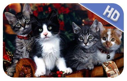 Cute Cats Wallpaper - HD Wallpaper插件截图