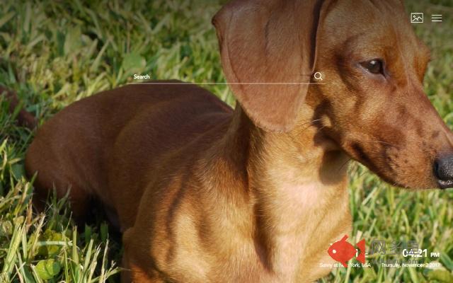 Small Dogs Wallpapers New Tab