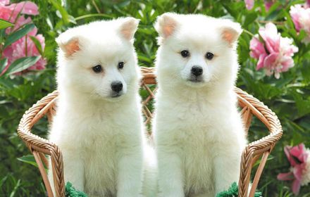Dogs And Puppies Backgrounds & Themes插件截图